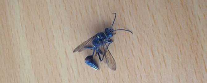 家里有细腰蜂怎么办