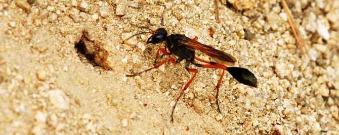 细腰蜂在家筑巢好不好