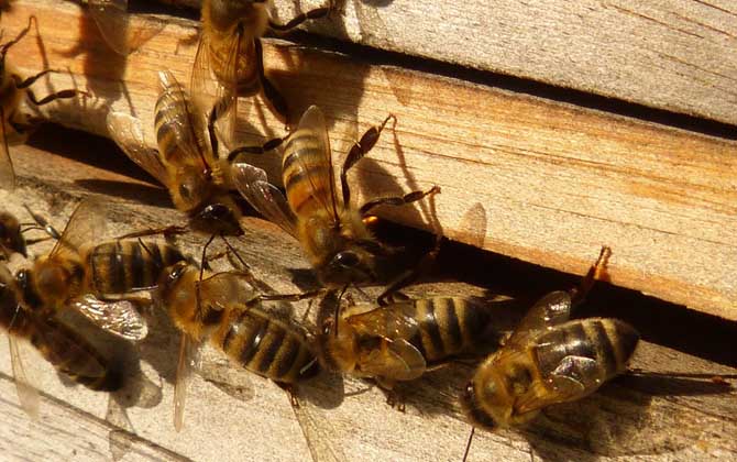 蜜蜂大肚病症状