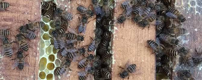 蜜蜂春繁注意的要点是什么