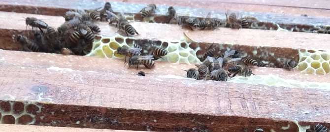 蜜蜂春繁什么时候加脾