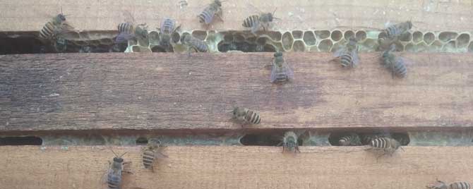 中蜂春繁如何加脾