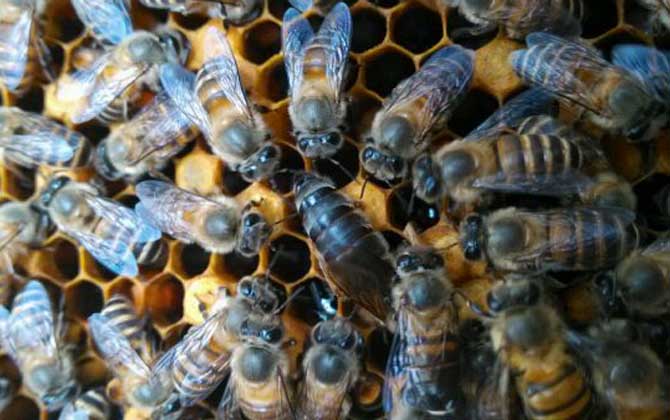 两脾蜂一月能发展几脾