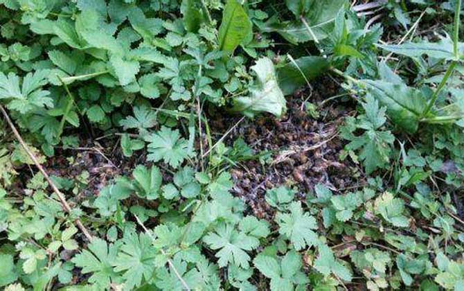 蜜蜂爬蜂病有什么特效药