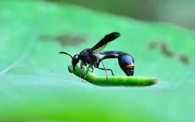 细腰蜂在家筑巢好不好