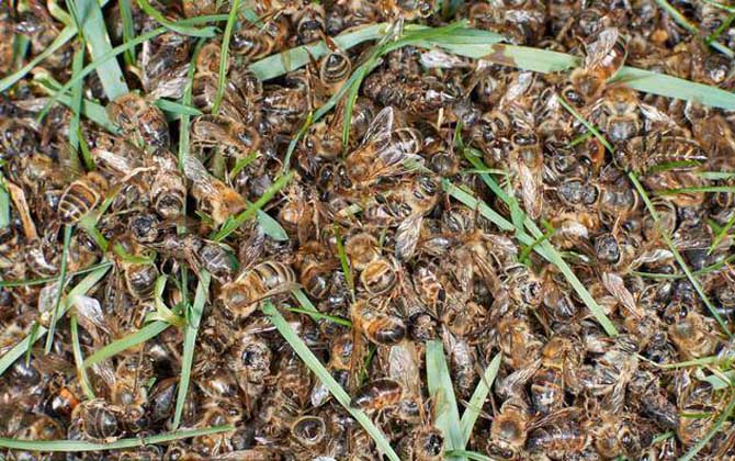 爬蜂病用盐治靠谱吗