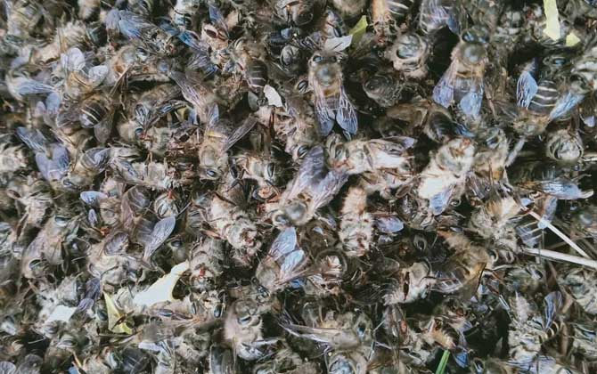 中蜂爬蜂病怎么回事