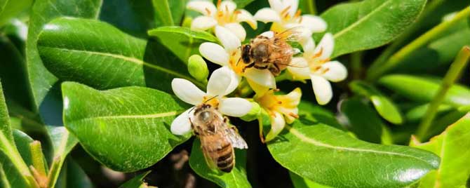 蜜蜂和蚂蚁有什么区别