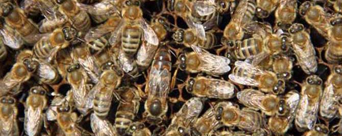 黑色蜜蜂是什么蜜蜂