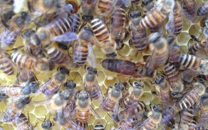 蜜蜂中的蜂王是什么蜂