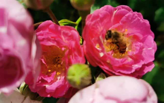 蜜蜂的颜色有几种