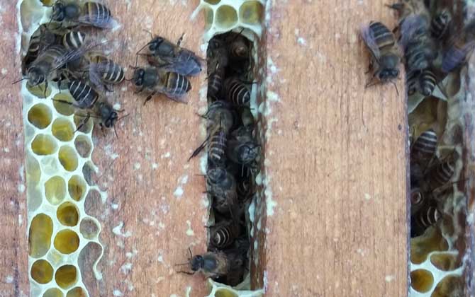 中蜂爬蜂病怎样防治