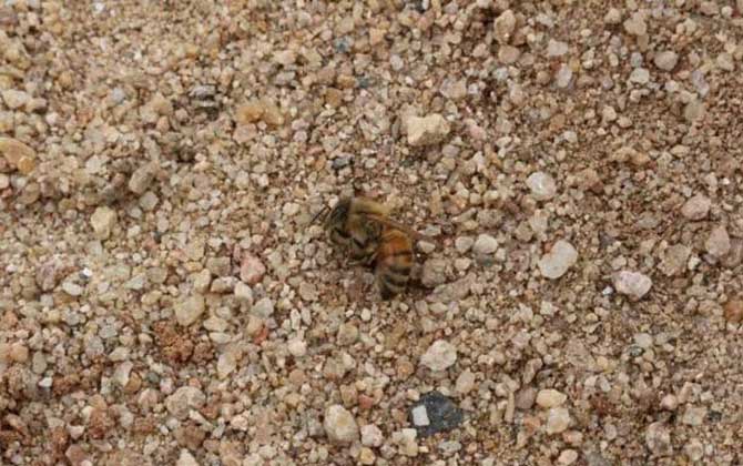 黑蜂病是怎么形成的