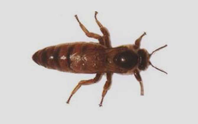 卡尼鄂拉蜂是什么