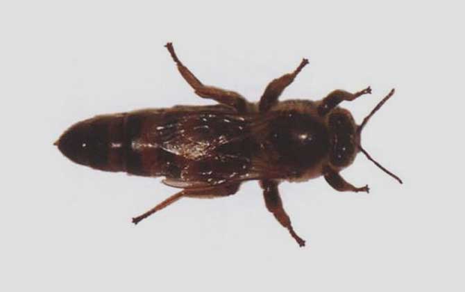 东非蜜蜂是什么