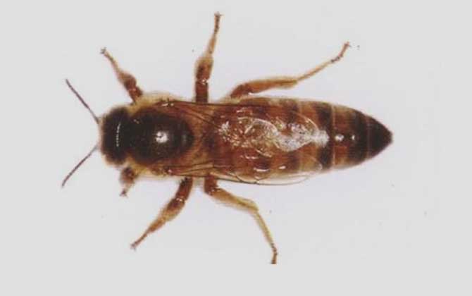 埃及蜜蜂有什么特点