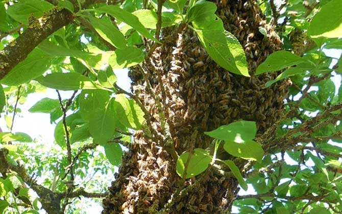 海角蜜蜂有什么特点