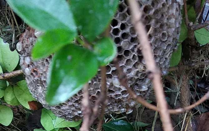 俗称狗屎蜂的蜂是什么蜂