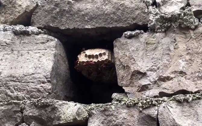 家里为什么有狗屎蜂