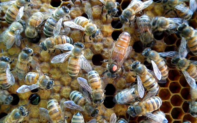 意蜂黑蜂病怎么治疗