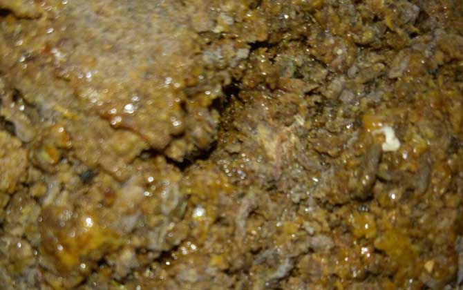 真正的蜂胶是什么样的