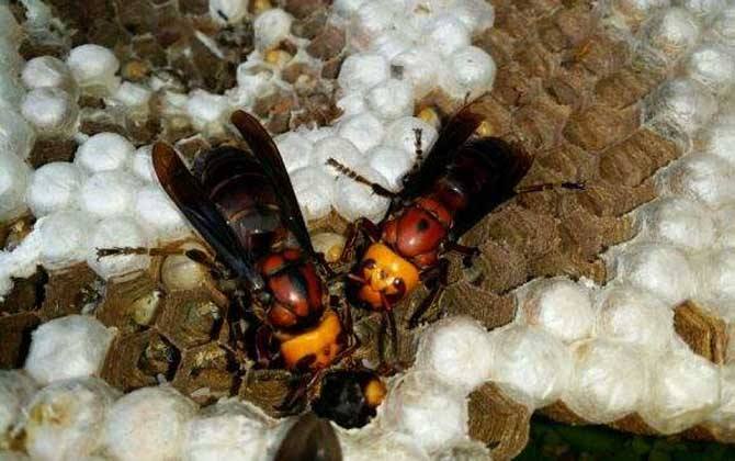 红娘胡蜂vs金环胡蜂谁厉害