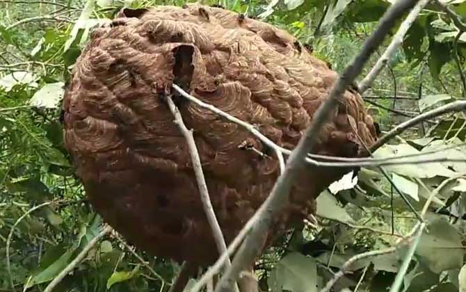 墨胸胡蜂学名叫什么