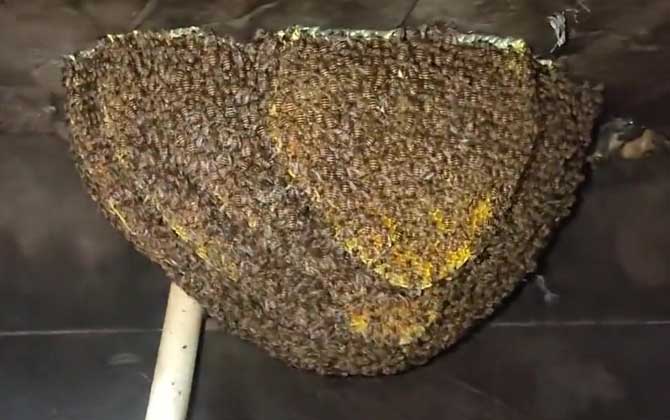 仓蜂为什么那么强