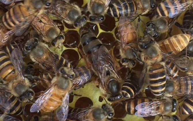 红环蜂王的优缺点哪些