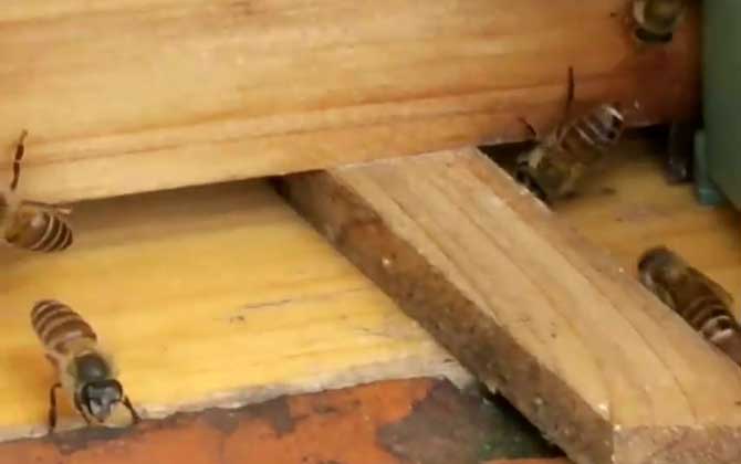 自己养一箱蜜蜂怎么养