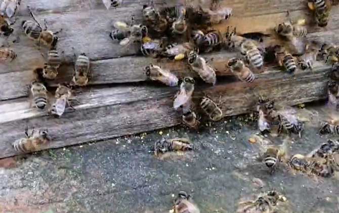 意大利蜂的学名叫什么