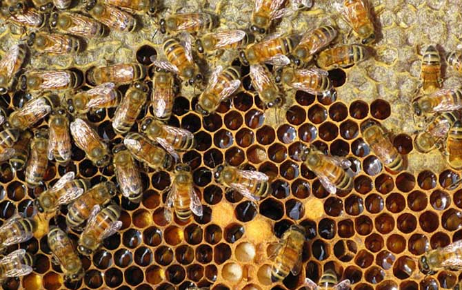 意蜂继箱内的王台可以用吗