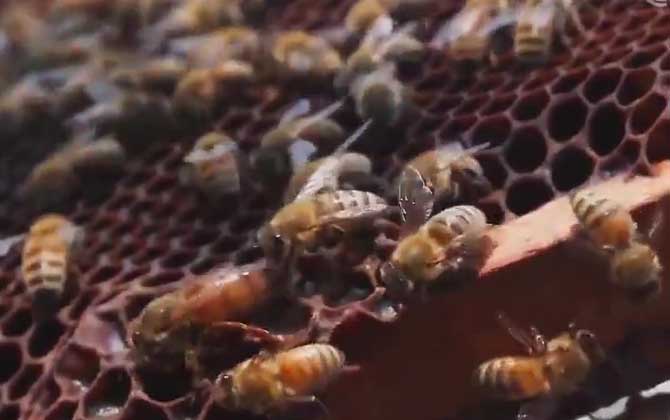 蜂王就是蜂后吗