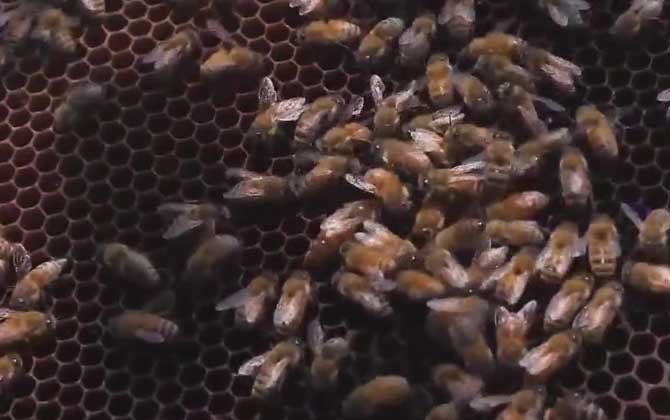 蜂王死了蜂群是不是就解散了