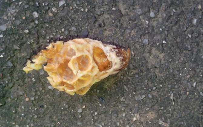 蜂后是怎么产生的