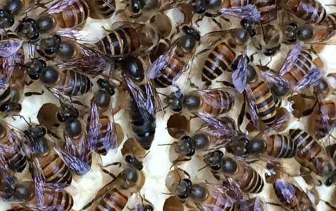 蜂王一出生就是蜂王吗