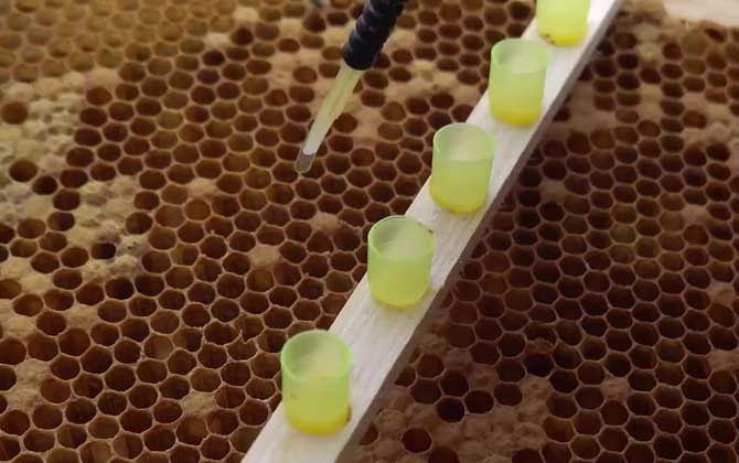 人工育王老蜂王怎么办