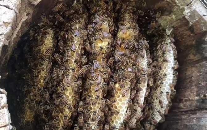 传统蜂箱是什么