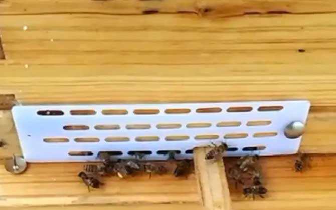 中蜂防王逃片多大尺寸