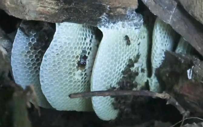 中华蜜蜂繁殖周期是多长