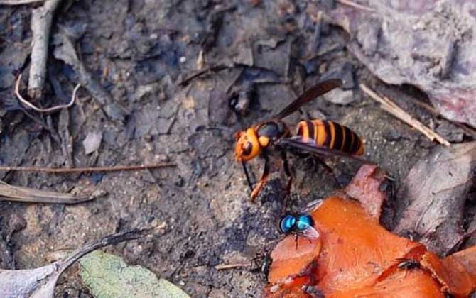 中国大虎头蜂价格多少钱