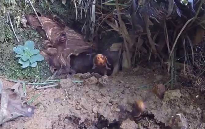 中国大虎头蜂蜂王多少钱一只