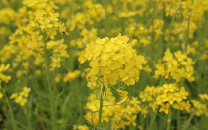 中国十大蜜源植物是哪些