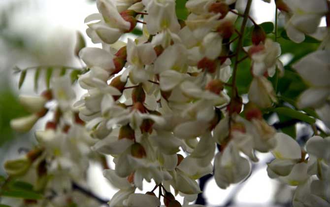 蜜蜂最好的蜜源树种有哪些