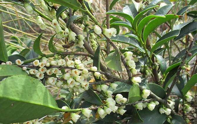 开花最早的蜜源植物有哪些