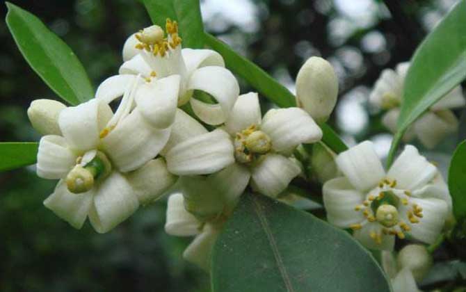花蜜在雄蕊里还是在雌蕊里