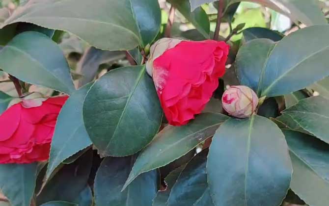 茶花是蜜源植物吗