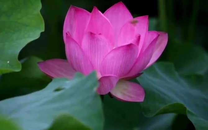 荷花是什么植物