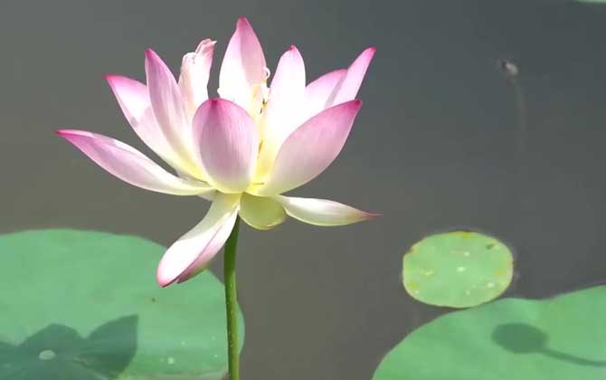 荷花的花语和象征意义是什么