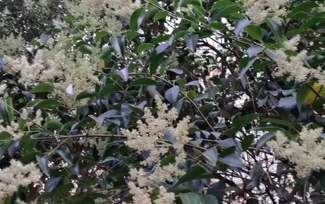 女贞是什么植物